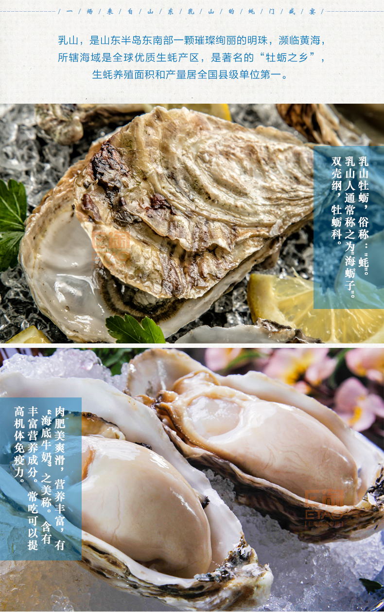 [E淘-特产]严选专供  —  乳山牡蛎 新品上架！