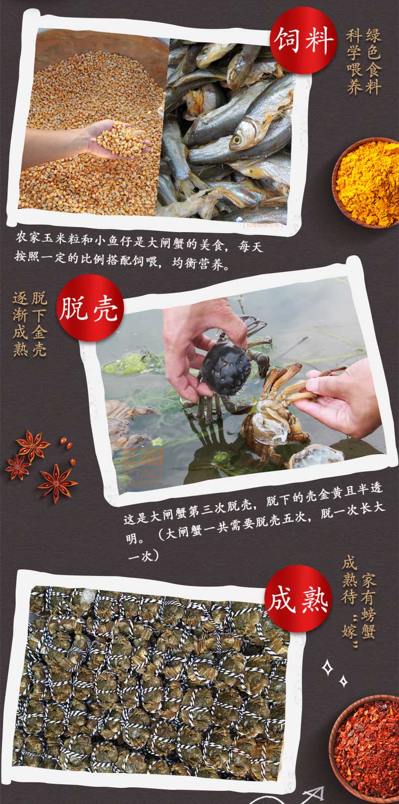 [E淘-特产]严选专供 — — 汪小萌大闸蟹 新品上架！